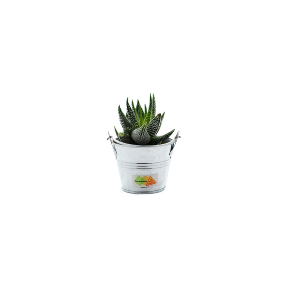 Mini plante dépolluante  - pot zinc 6 cm