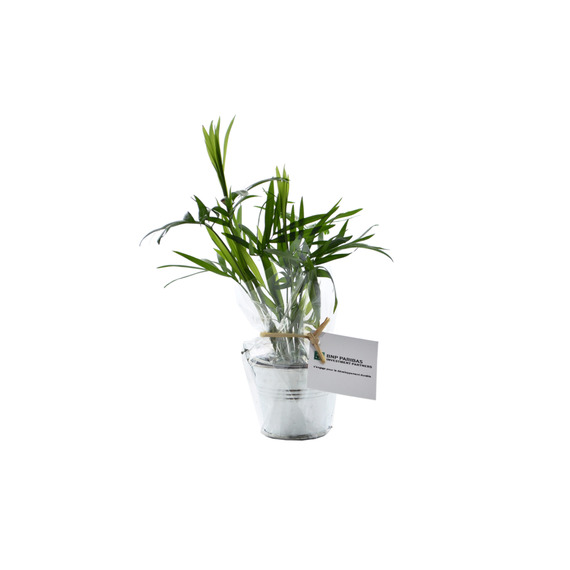 Mini plante dépolluante  - pot zinc 6 cm