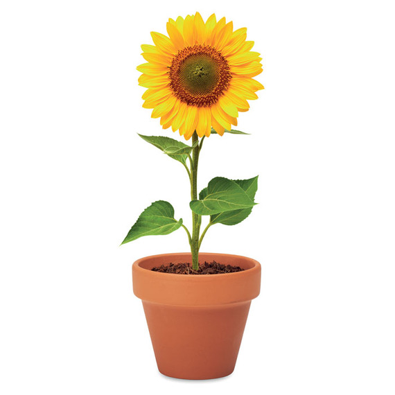 Petit pot en terre cuite publicitaire contenant des graines de tournesol