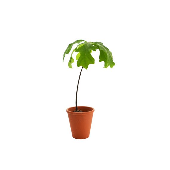 Plant publicitaire arbre en pot terre cuite