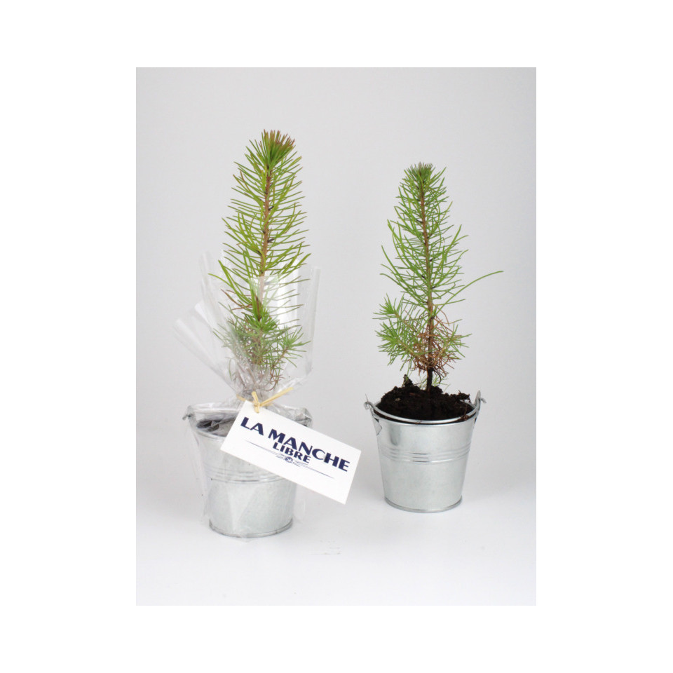 Plant publicitaire arbre en tube bois avec cordelette