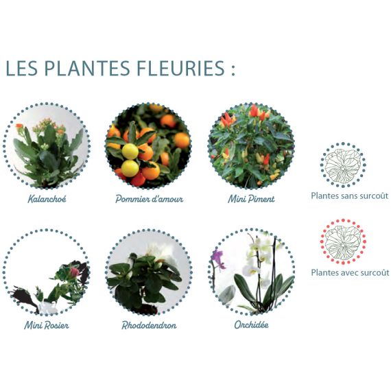 Bocal publicitaire plante dépolluante avec gravier déco