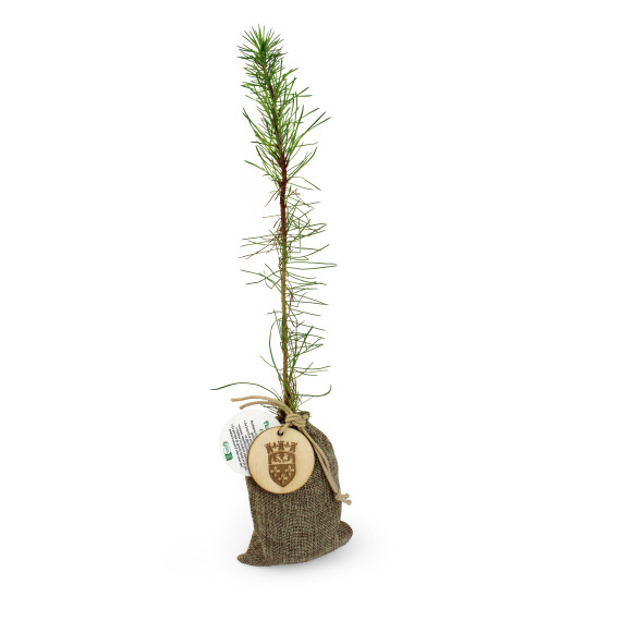 Plant d'arbre en pochon jute