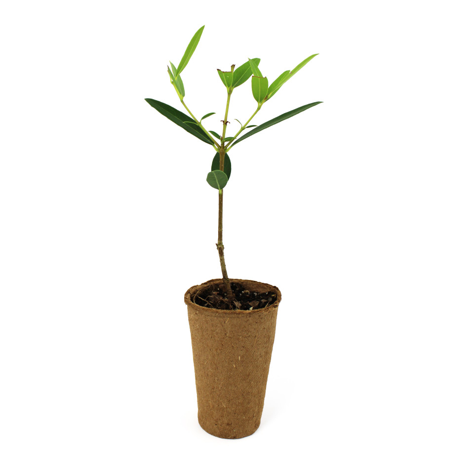 Mini plant d'arbre pot fibre bois