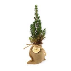 Sapin en pochon jute