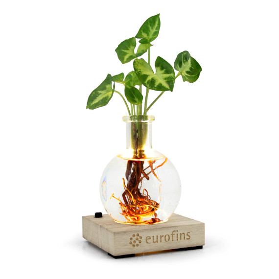 Vase lumineux + Plante hydroponique