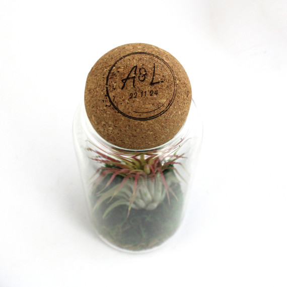 Terrarium boule liège - Tillandsia