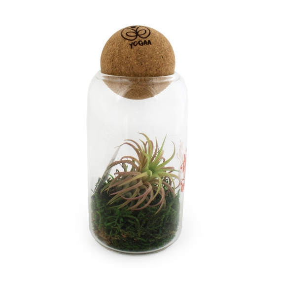 Terrarium boule liège - Tillandsia